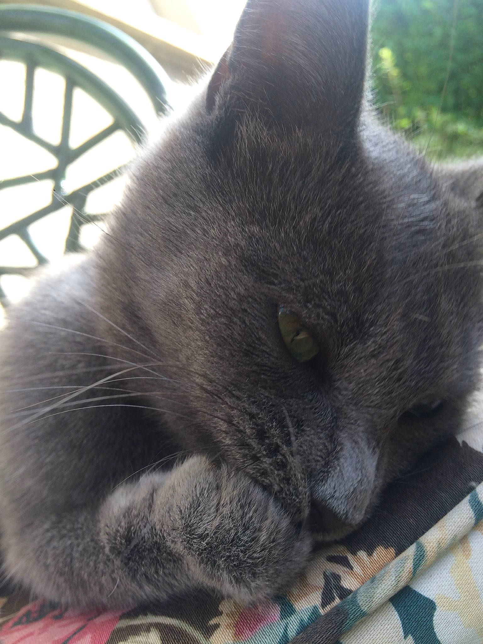 Fendy a rejoint le concours — aidez-le/la à gagner de superbes lots ! black_cat, british_shorthair, carnivore, cat, chartreux, claw, domestic_short_haired_cat, felidae, fur, korat, mammal, nap, nebelung, nose, russian_blue, skin, small_to_medium_sized_cats, snout, tail, whiskers