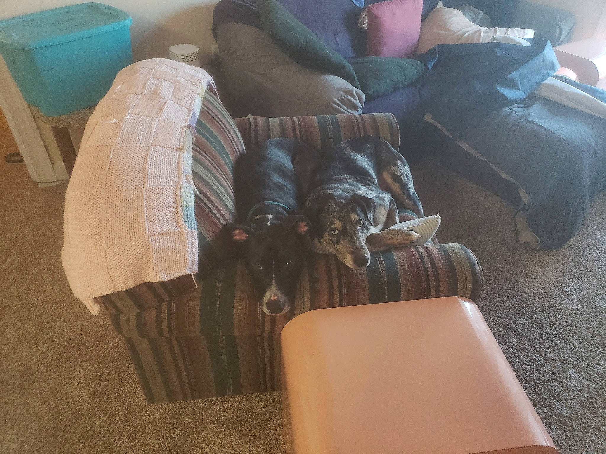 Skunky is registered to the contest to win money with this photo: armrest, bag, chair, comfort, companion_dog, couch, felidae, flooring, fur, furniture, hardwood, human_leg, leather, living_room, luggage_and_bags, room, sitting, studio_couch, thigh, wood