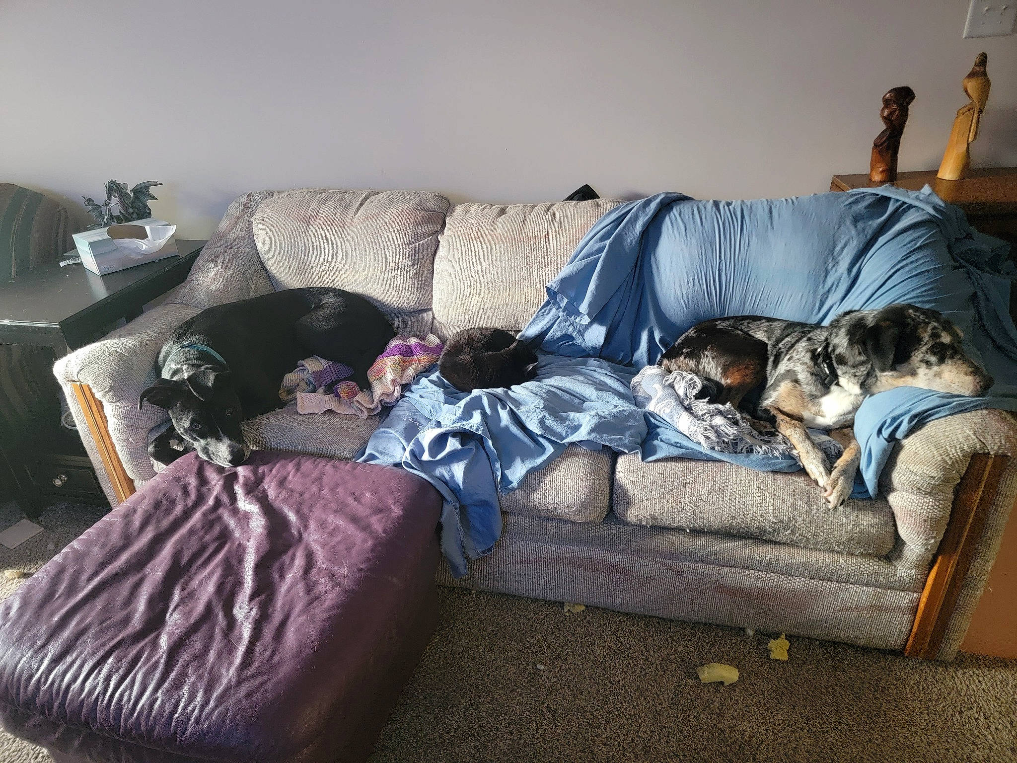 Skunky joined the competition — help win amazing prizes! bedroom, comfort, companion_dog, couch, dog, flooring, fur, grey, hardwood, house, interior_design, linens, living_room, pillow, room, sofa_bed, studio_couch, textile, tints_and_shades, wood