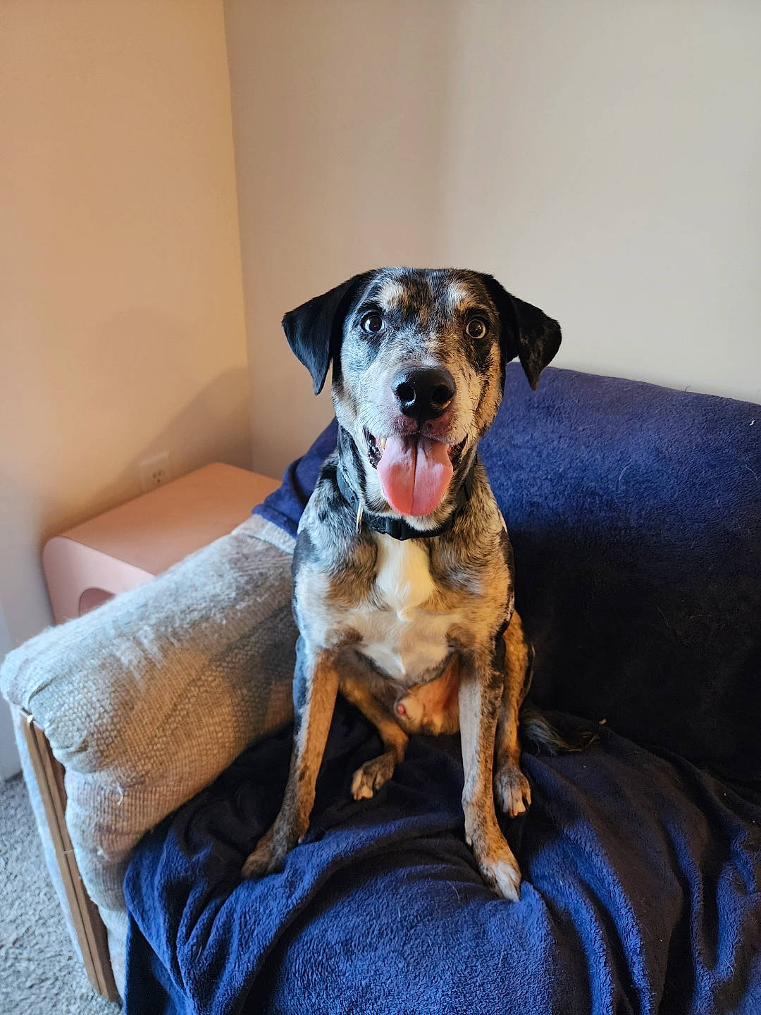 Skunky is registered to the contest to win money with this photo: australian_cattle_dog, ball, canidae, carnivore, collar, comfort, companion_dog, couch, dog, dog_breed, fawn, guard_dog, hunting_dog, paw, sitting, snout, sporting_group, tail, working_animal, working_dog