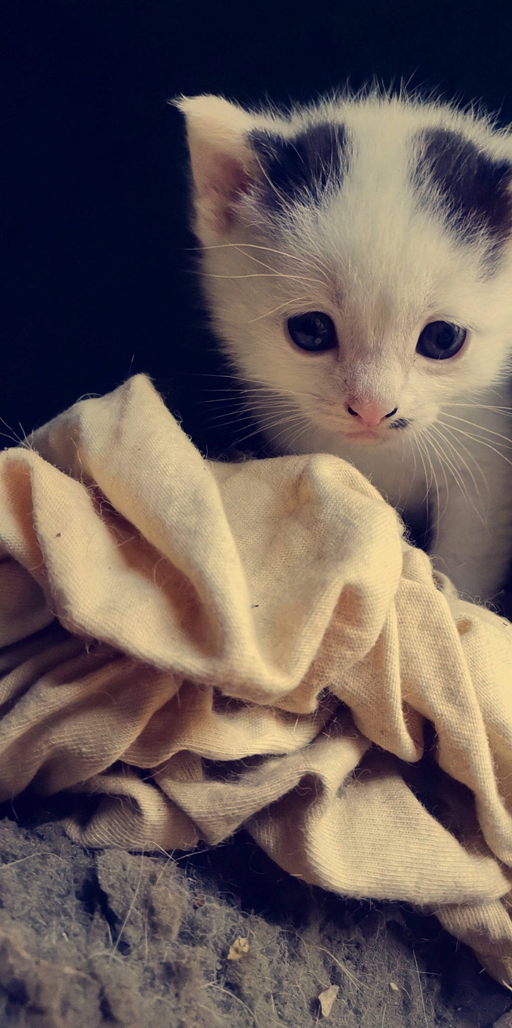 Copain participe au concours pour gagner de l'argent avec cette photo : bedding, blanket, carnivore, cat, cloud, comfort, domestic_short_haired_cat, felidae, fur, linens, paw, peach, sleeve, small_to_medium_sized_cats, snout, square, tail, whiskers