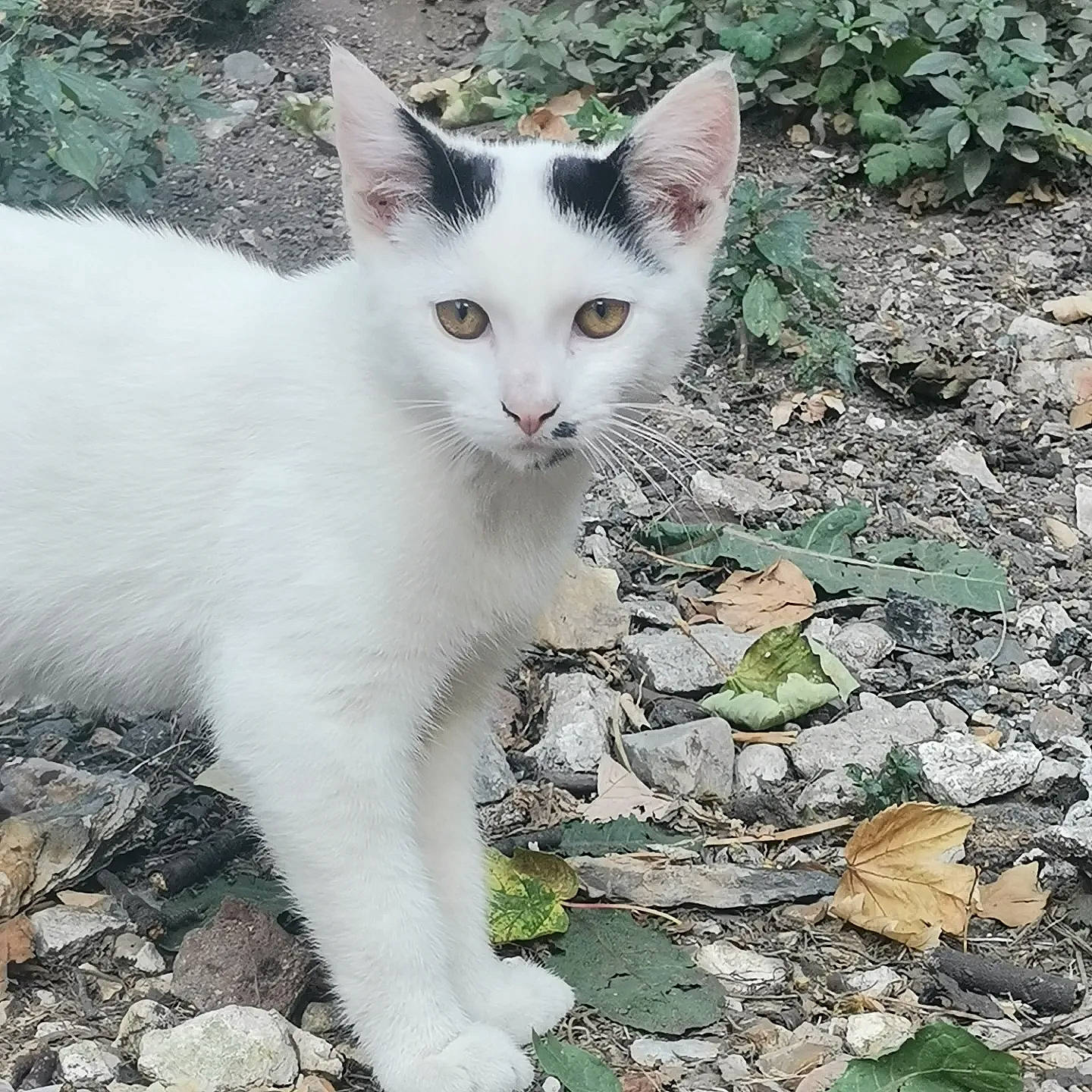 Copain a rejoint le concours — aidez-le/la à gagner de superbes lots ! carnivore, cat, cobblestone, domestic_short_haired_cat, felidae, fur, grass, groundcover, paw, plant, road_surface, small_to_medium_sized_cats, snout, soil, tail, terrestrial_animal, whiskers