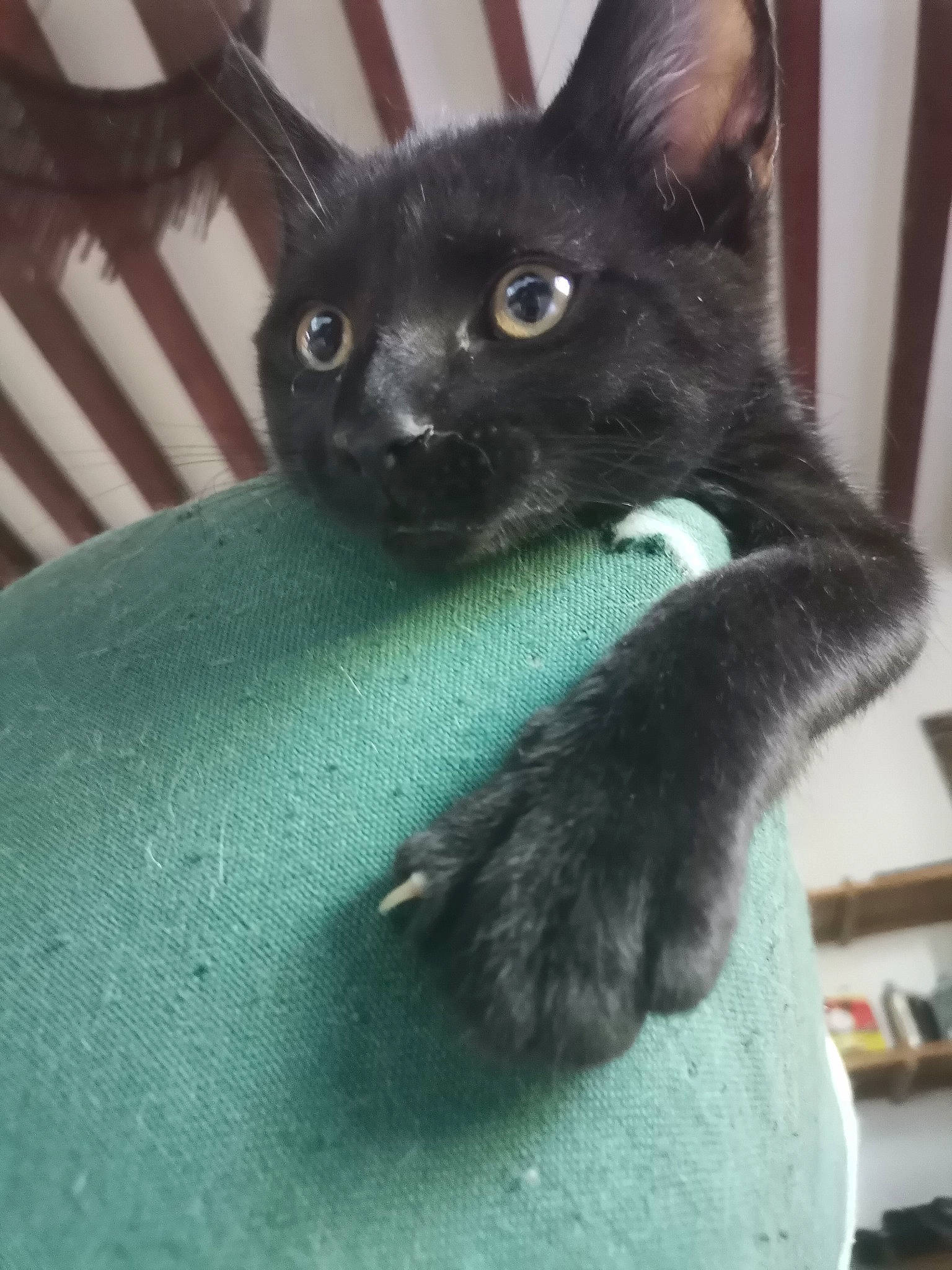 Tuco participe au concours pour gagner de l'argent avec cette photo : black_cat, bombay, bookcase, carnivore, cat, cat_supply, claw, comfort, domestic_short_haired_cat, ear, felidae, fur, havana_brown, iris, shelf, small_to_medium_sized_cats, snout, tail, terrestrial_animal, whiskers