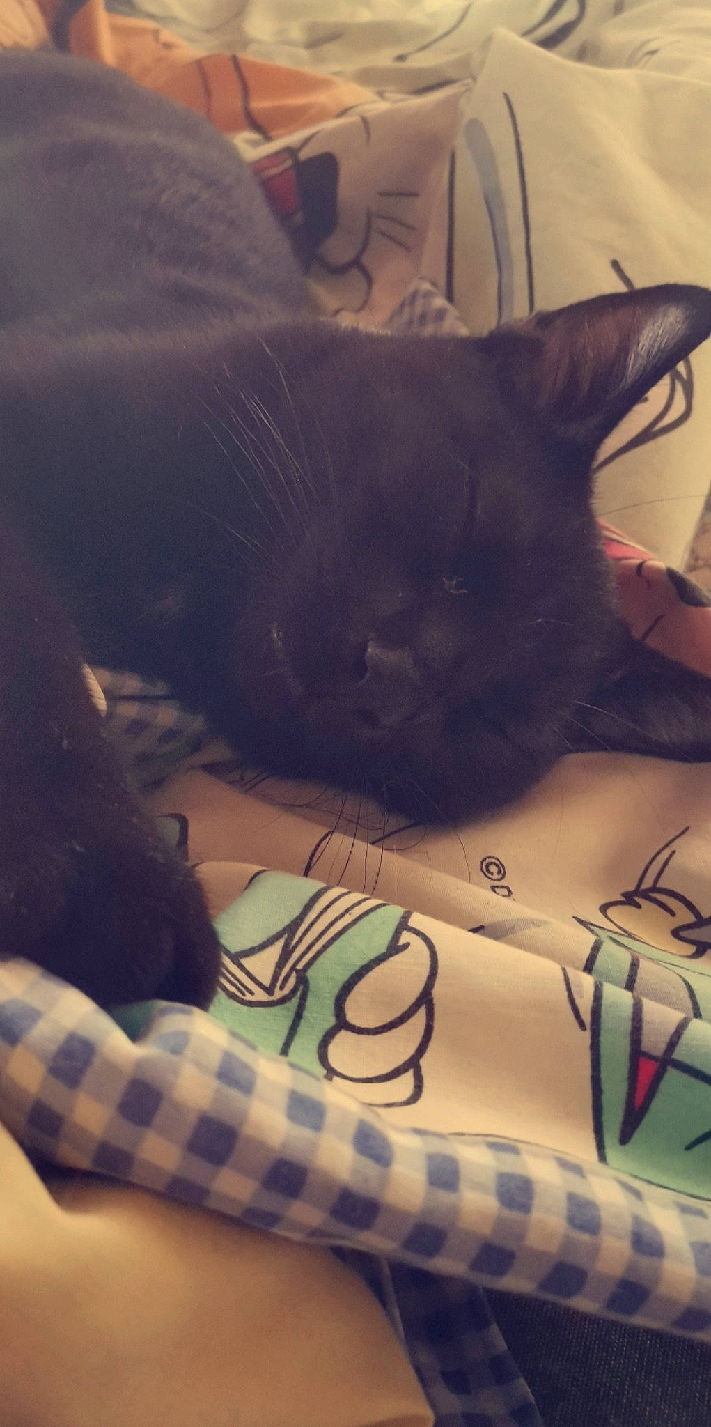 Tuco participe au concours pour gagner de l'argent avec cette photo : art, bag, bombay, carnivore, cat, cloud, comfort, domestic_short_haired_cat, electronic_device, felidae, fur, luggage_and_bags, pattern, plaid, small_to_medium_sized_cats, snout, tail, tartan, textile, whiskers