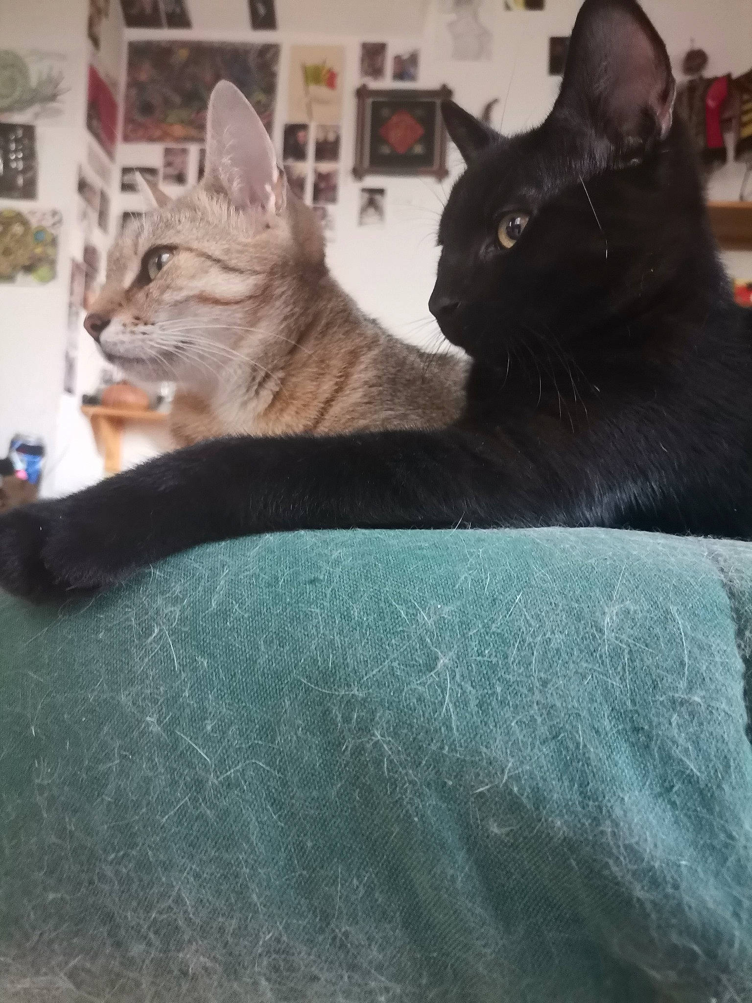 Tuco participe au concours pour gagner de l'argent avec cette photo : black_cat, carnivore, cat, cat_furniture, cat_supply, comfort, domestic_short_haired_cat, felidae, fur, grey, linens, paw, room, sitting, small_to_medium_sized_cats, snout, square, tail, whiskers, window