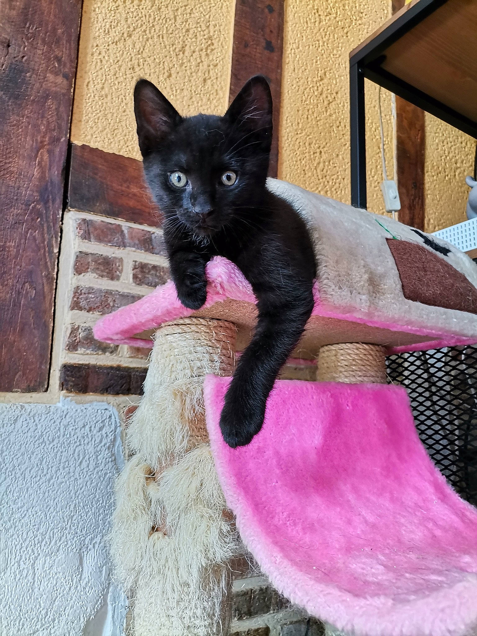 Tuco a rejoint le concours — aidez-le/la à gagner de superbes lots ! black_cat, bombay, carnivore, cat, cat_supply, comfort, dog_breed, domestic_short_haired_cat, fawn, felidae, fur, magenta, pet_supply, pink, purple, small_to_medium_sized_cats, snout, tail, whiskers, window