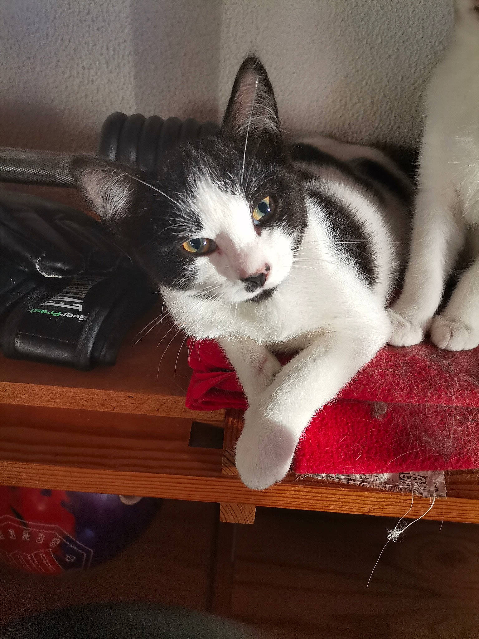 Aimi participe au concours pour gagner de l'argent avec cette photo : carnivore, cat, cloud, comfort, domestic_short_haired_cat, felidae, flooring, foot, fur, hardwood, human_leg, lap, mammal, paw, small_to_medium_sized_cats, snout, tail, vertebrate, whiskers, wood