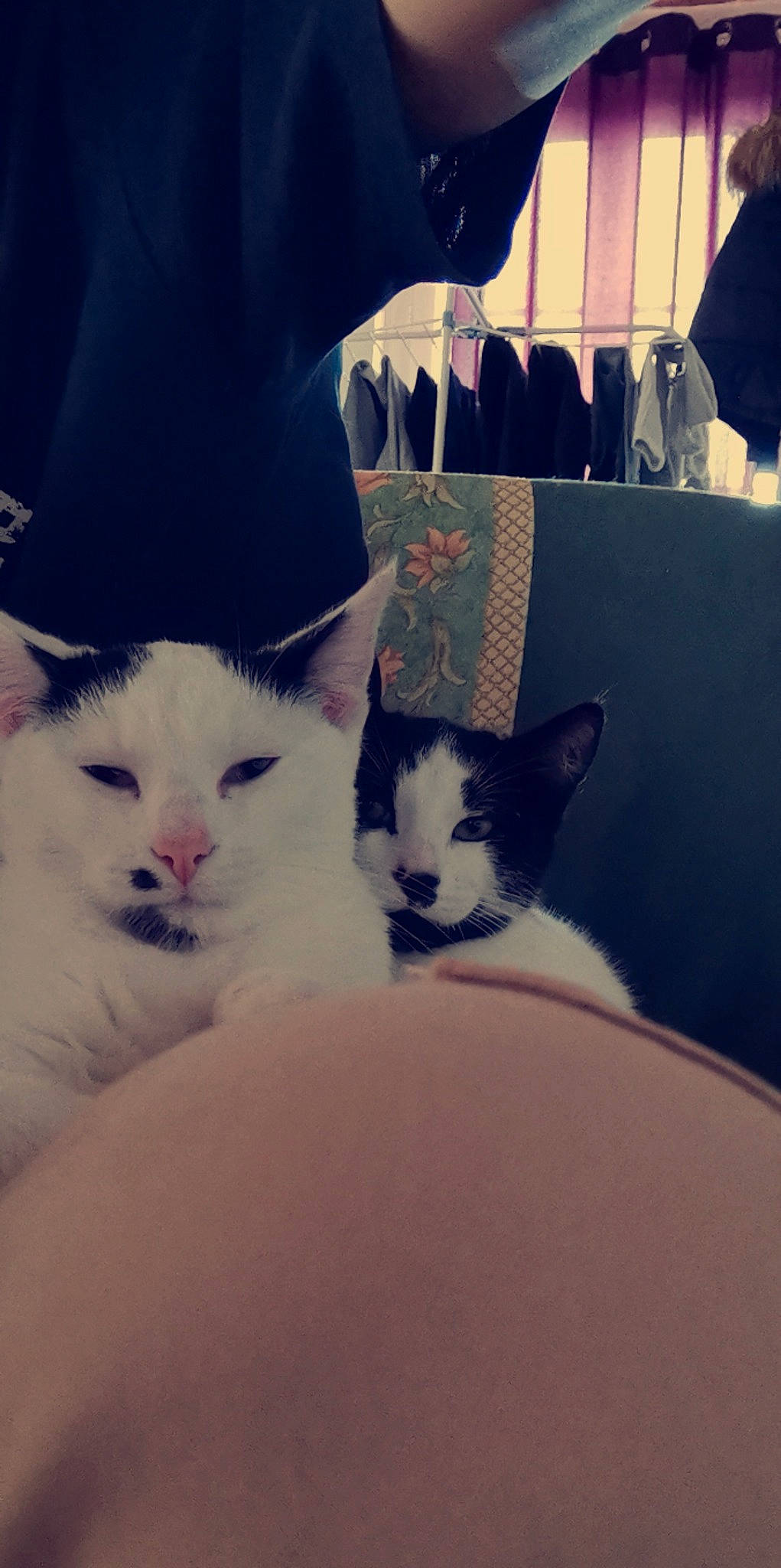 Aimi a rejoint le concours — aidez-le/la à gagner de superbes lots ! carnivore, cat, cloud, comfort, domestic_short_haired_cat, felidae, fur, love, meteorological_phenomenon, morning, paw, photo_caption, sitting, sky, small_to_medium_sized_cats, snout, square, tail, tints_and_shades, whiskers