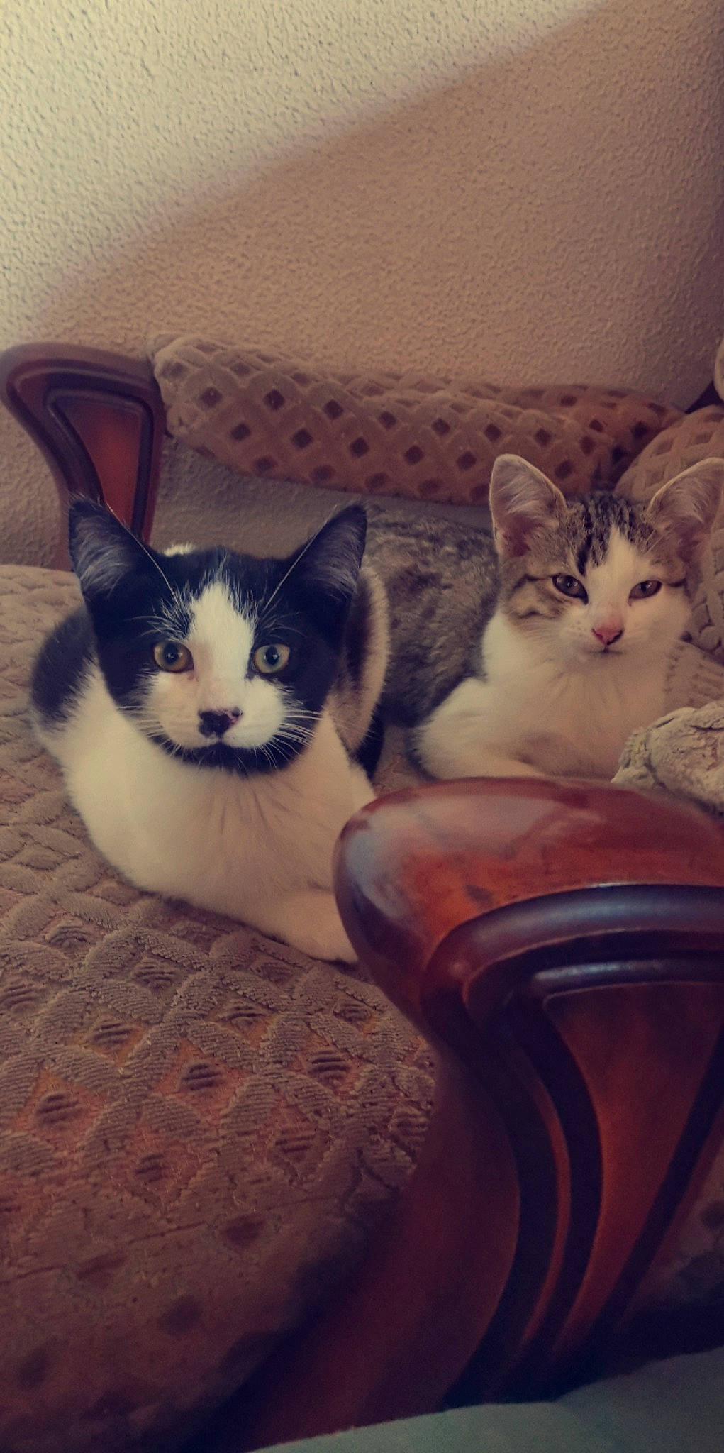 Aimi a rejoint le concours — aidez-le/la à gagner de superbes lots ! carnivore, cat, cloud, comfort, couch, domestic_short_haired_cat, felidae, fur, grey, leg, mammal, paw, sky, small_to_medium_sized_cats, snout, tail, tints_and_shades, vertebrate, whiskers, wood