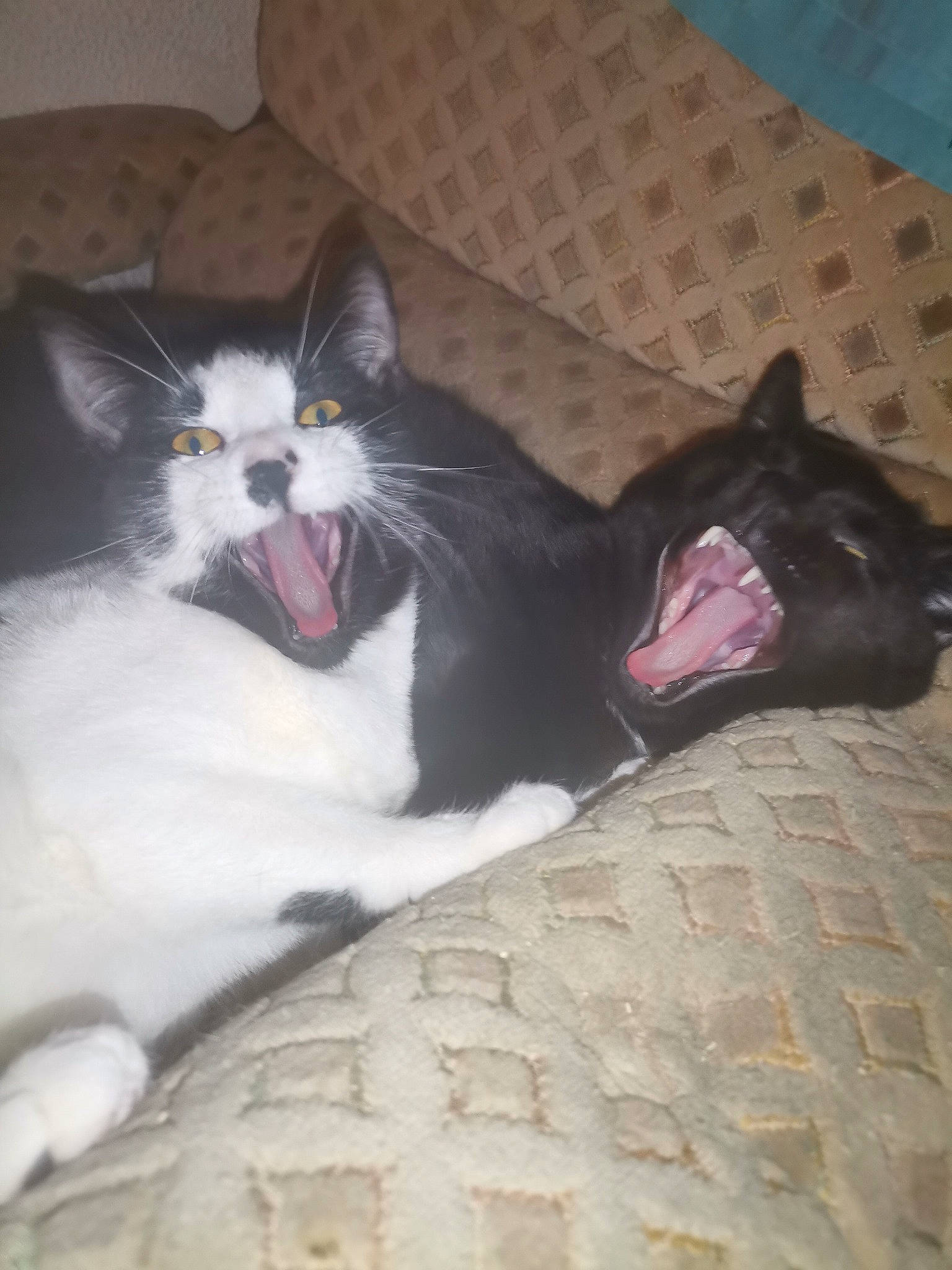 Aimi a rejoint le concours — aidez-le/la à gagner de superbes lots ! carnivore, cat, claw, comfort, domestic_short_haired_cat, fang, felidae, flooring, foot, fur, mammal, paw, small_to_medium_sized_cats, tail, vertebrate, whiskers, window, yawn