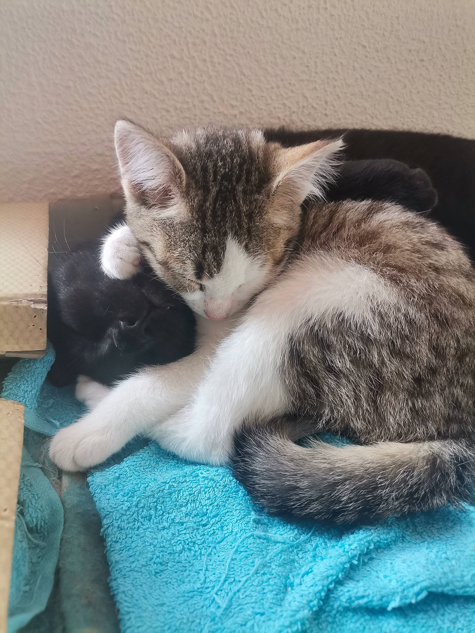 Tibutku participe au concours pour gagner de l'argent avec cette photo : carnivore, cat, claw, comfort, domestic_short_haired_cat, electric_blue, felidae, fur, nap, paw, sleep, small_to_medium_sized_cats, snout, tail, whiskers