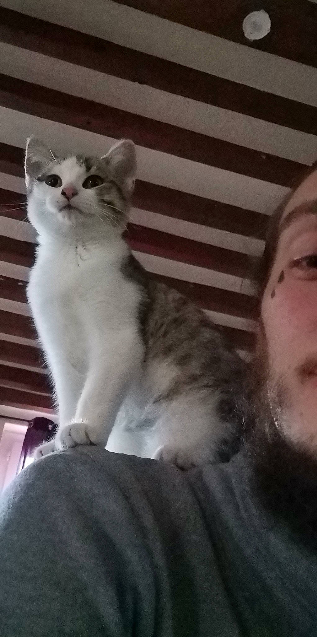 Tibutku participe au concours pour gagner de l'argent avec cette photo : beard, carnivore, cat, comfort, domestic_short_haired_cat, ear, felidae, foot, fur, paw, sitting, small_to_medium_sized_cats, snout, tail, whiskers