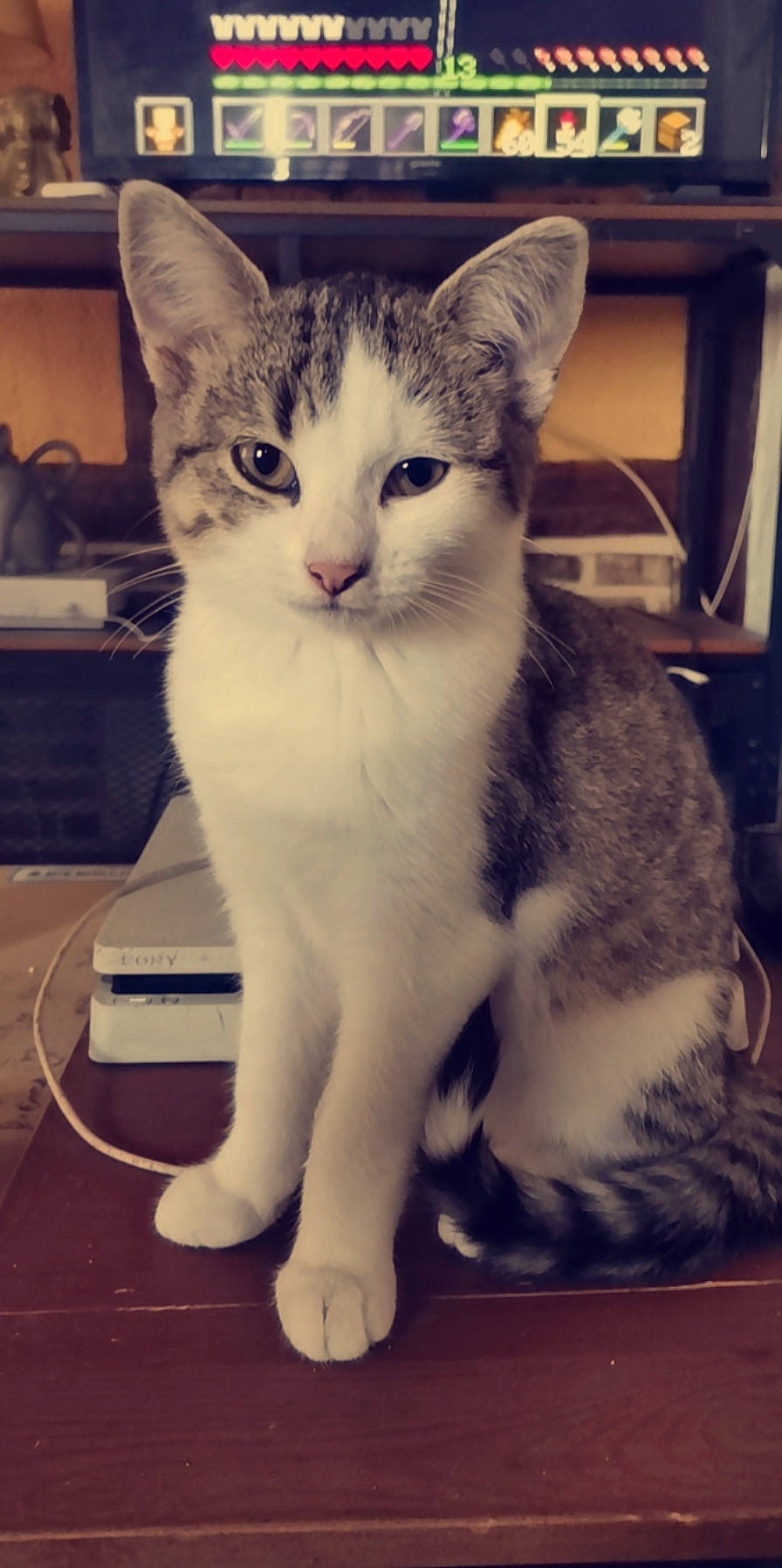 Tibutku participe au concours pour gagner de l'argent avec cette photo : carnivore, cat, claw, comfort, domestic_short_haired_cat, felidae, foot, fur, metal, paw, peripheral, sitting, small_to_medium_sized_cats, snout, tail, whiskers, window