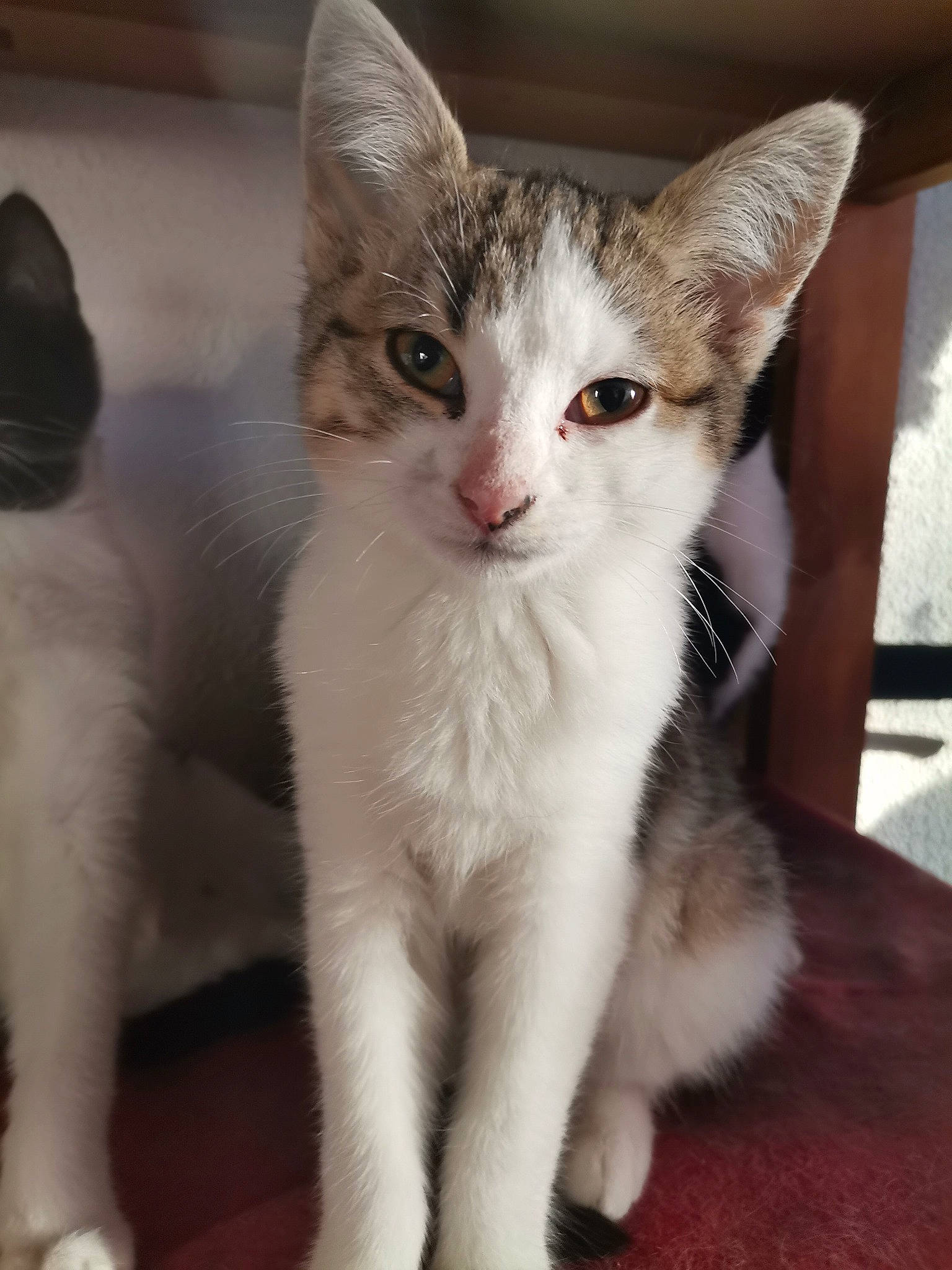 Tibutku a rejoint le concours — aidez-le/la à gagner de superbes lots ! carnivore, cat, claw, domestic_short_haired_cat, felidae, fur, paw, small_to_medium_sized_cats, snout, tail, terrestrial_animal, whiskers