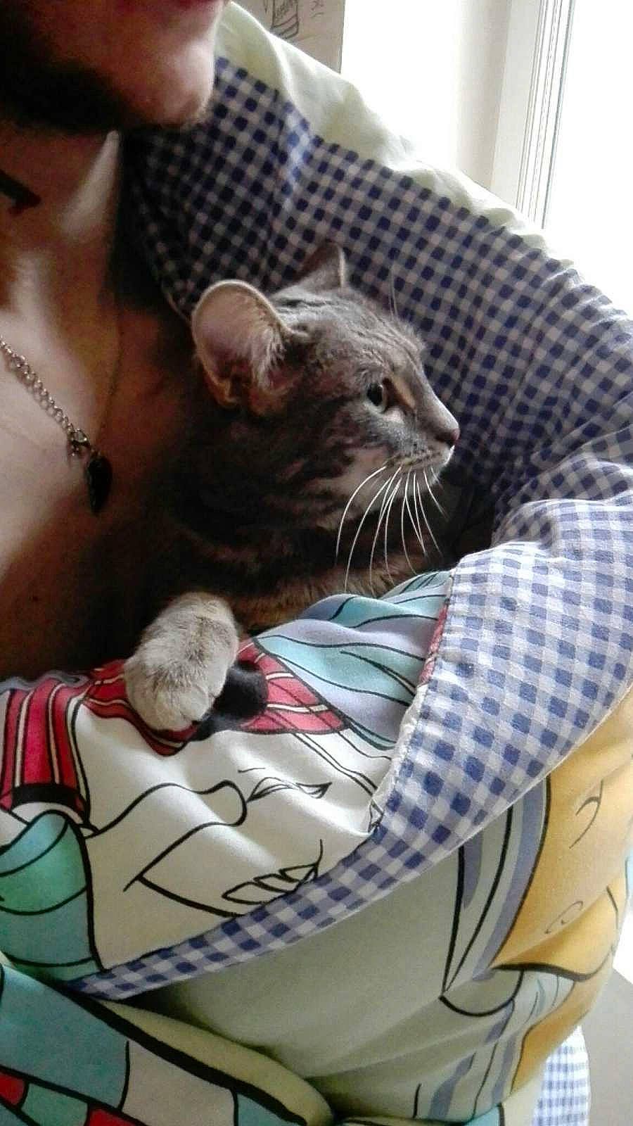 Pita a rejoint le concours — aidez-le/la à gagner de superbes lots ! carnivore, cat, chest, claw, comfort, companion_dog, domestic_short_haired_cat, drinking, fawn, felidae, fur, jewellery, lap, pattern, plaid, sitting, small_to_medium_sized_cats, snout, tartan, whiskers