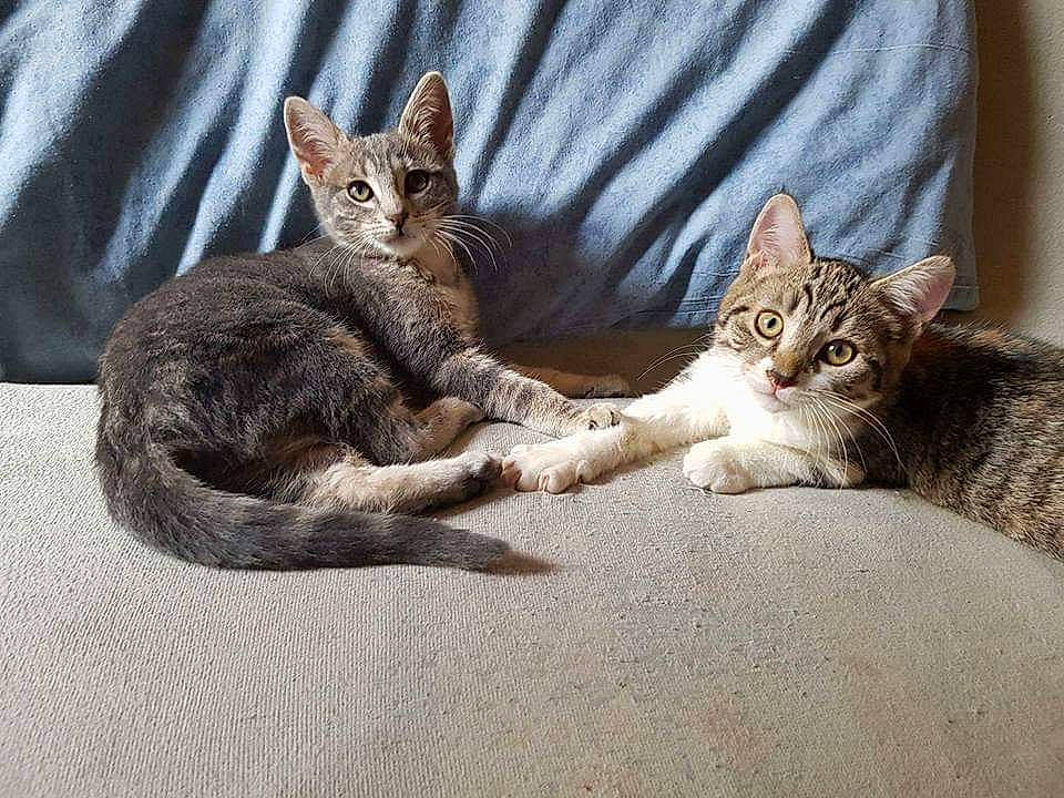 Pita a rejoint le concours — aidez-le/la à gagner de superbes lots ! carnivore, cat, cat_supply, claw, comfort, domestic_short_haired_cat, fawn, felidae, fur, gesture, nap, paw, sitting, small_to_medium_sized_cats, snout, tail, terrestrial_animal, whiskers, wildlife