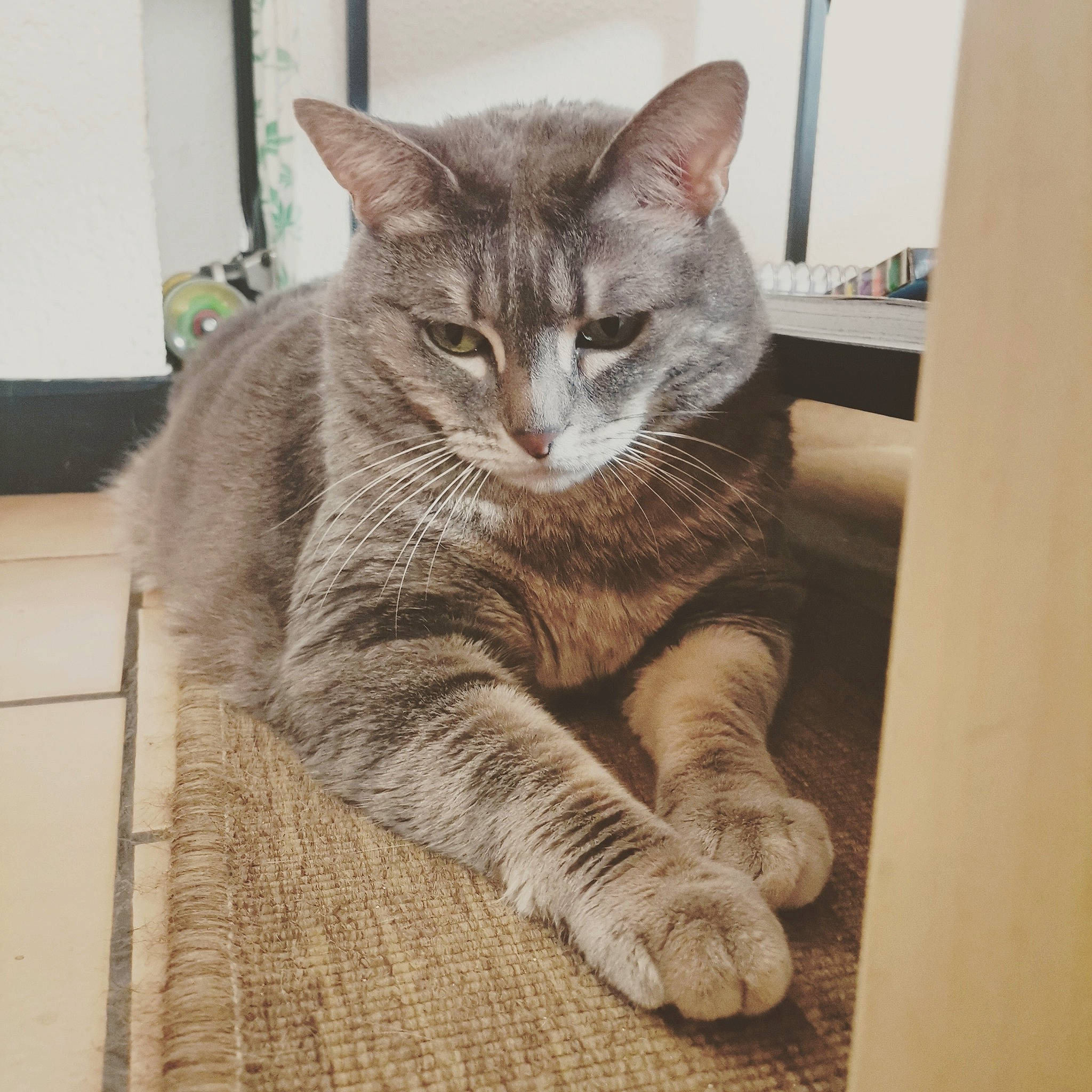 Pita participe au concours pour gagner de l'argent avec cette photo : carnivore, cat, claw, comfort, domestic_short_haired_cat, door, felidae, flooring, fur, grey, paw, sitting, small_to_medium_sized_cats, snout, tail, terrestrial_animal, whiskers, window