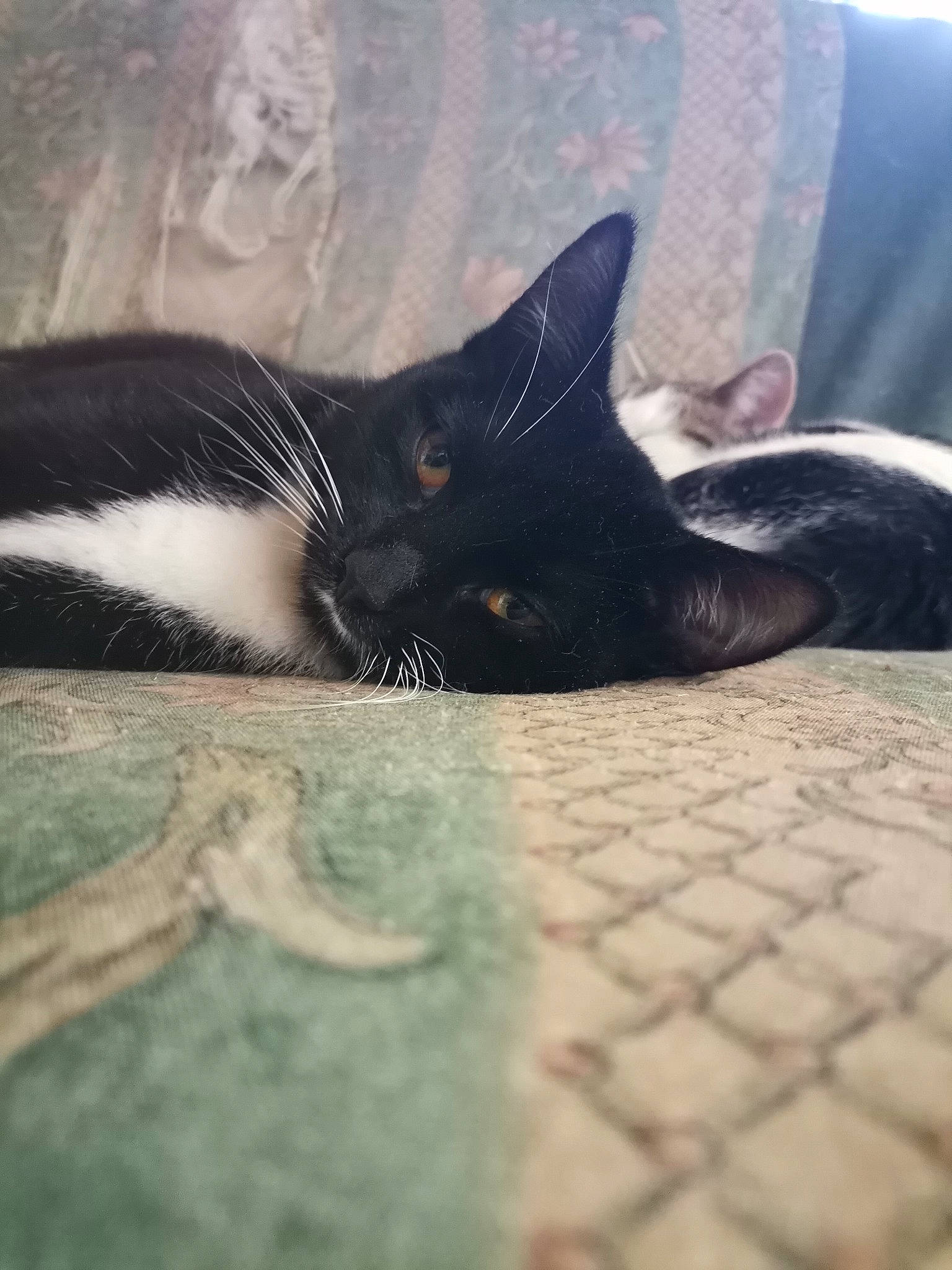 Ringo a rejoint le concours — aidez-le/la à gagner de superbes lots ! black_cat, carnivore, cat, claw, cloud, comfort, domestic_short_haired_cat, eye, felidae, flooring, fur, grey, human_leg, leg, paw, sky, small_to_medium_sized_cats, snout, tail, whiskers