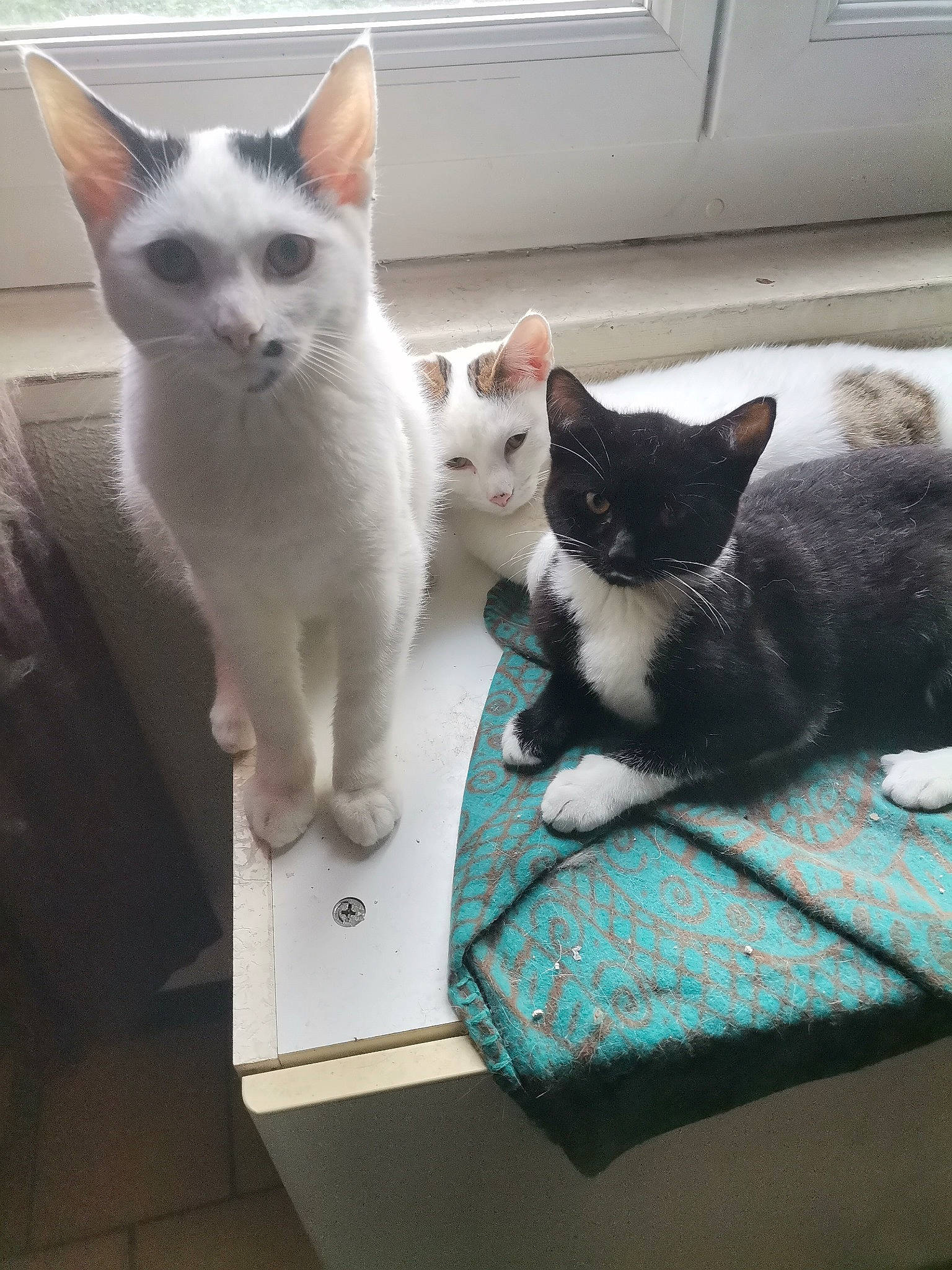 Ringo a rejoint le concours — aidez-le/la à gagner de superbes lots ! carnivore, cat, comfort, domestic_short_haired_cat, felidae, fur, paw, small_to_medium_sized_cats, tail, vertebrate, whiskers