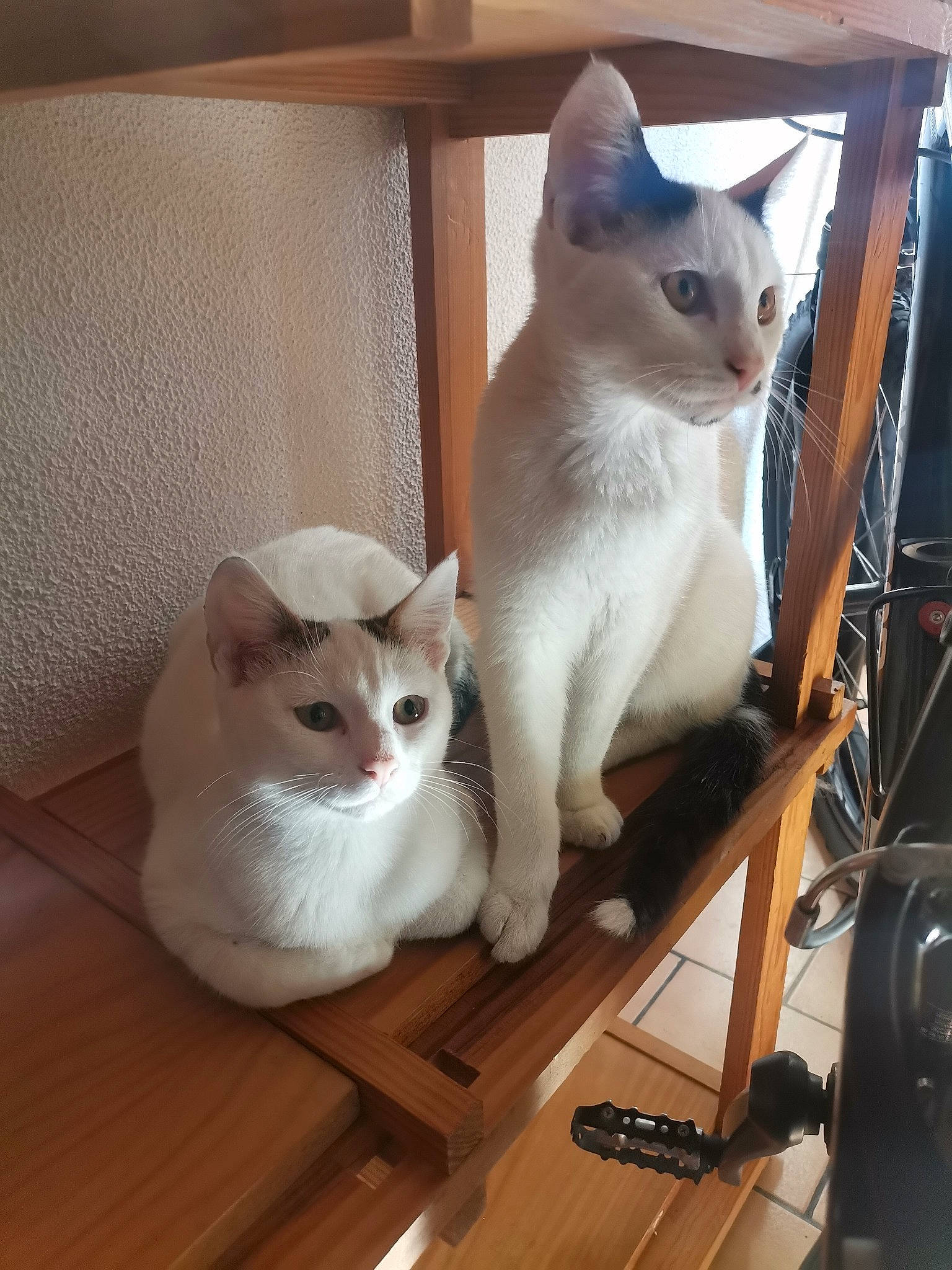 Copine participe au concours pour gagner de l'argent avec cette photo : carnivore, cat, chair, domestic_short_haired_cat, fawn, felidae, flooring, fur, hardwood, metal, paw, pet_supply, plywood, small_to_medium_sized_cats, snout, tail, thai, whiskers, wood, wood_flooring