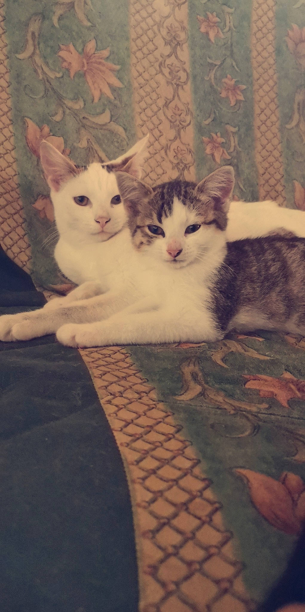 Copine participe au concours pour gagner de l'argent avec cette photo : carnivore, cat, cloud, comfort, domestic_short_haired_cat, fawn, felidae, flooring, fur, hardwood, pattern, paw, sitting, sky, small_to_medium_sized_cats, square, tail, whiskers, window, wood