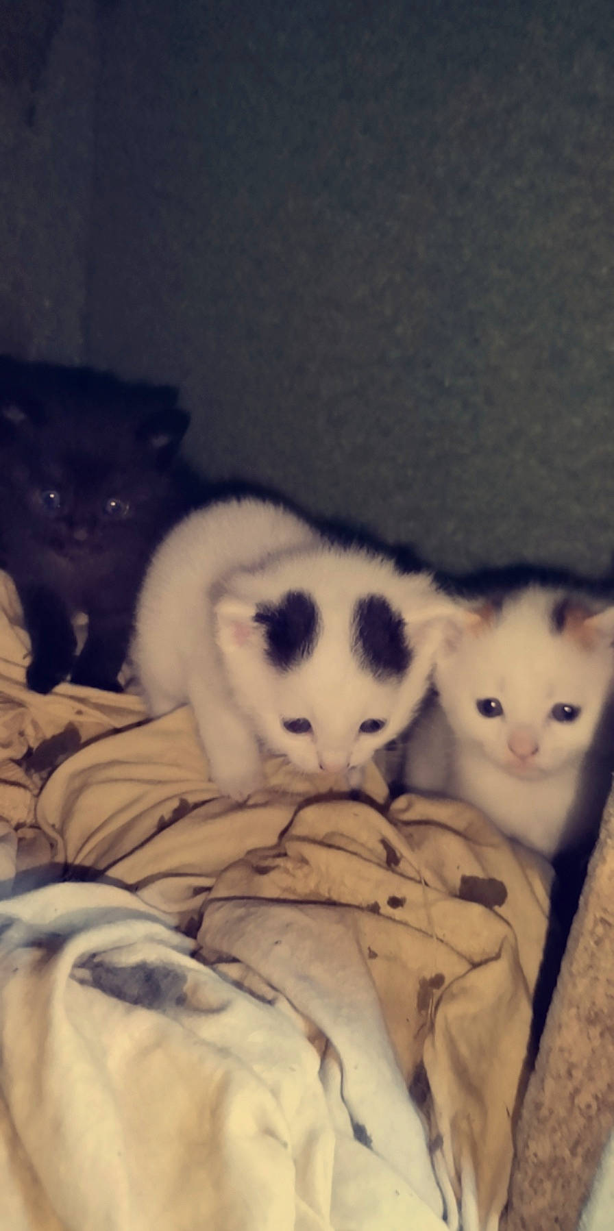 Copine participe au concours pour gagner de l'argent avec cette photo : canidae, carnivore, cat, comfort, companion_dog, dog_breed, domestic_short_haired_cat, fawn, felidae, fur, monochrome, monochrome_photography, nap, paw, small_to_medium_sized_cats, snout, tail, terrestrial_animal, whiskers, wood