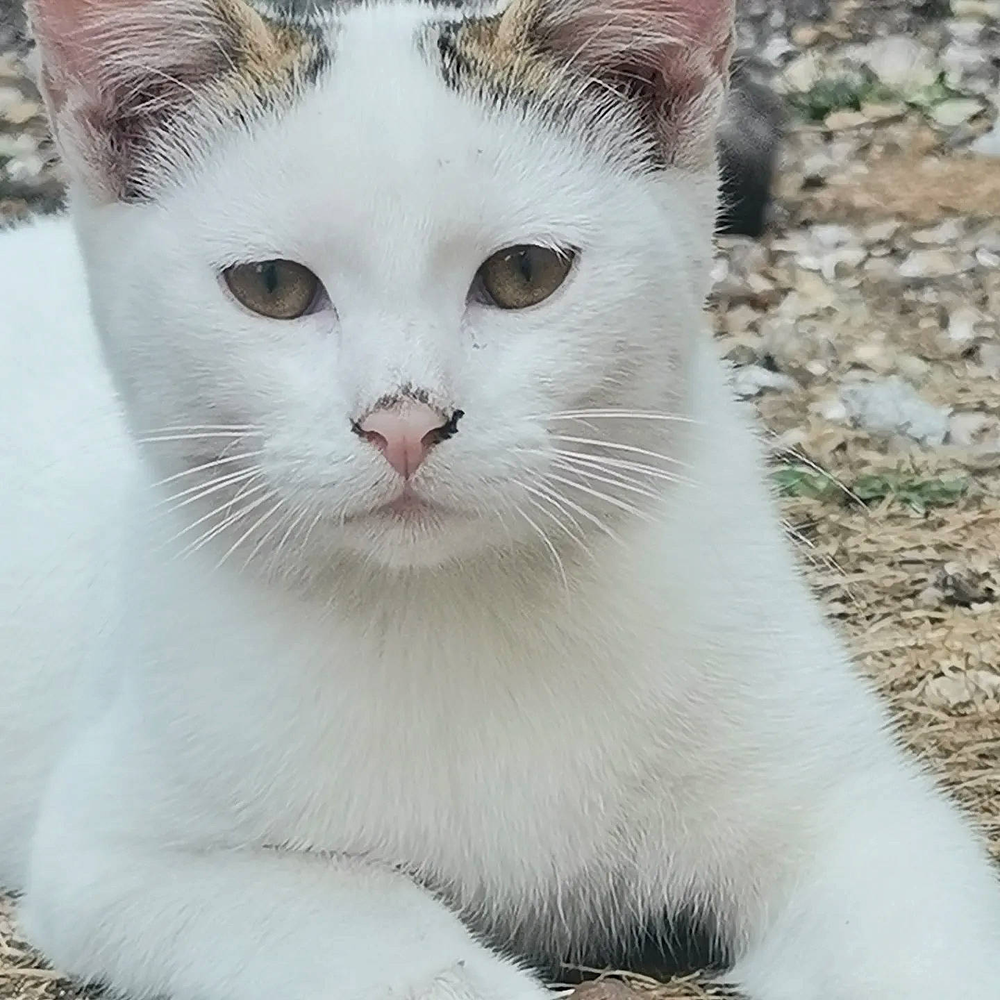 Copine participe au concours pour gagner de l'argent avec cette photo : carnivore, cat, domestic_short_haired_cat, felidae, fur, grass, small_to_medium_sized_cats, snout, tail, terrestrial_animal, whiskers