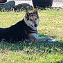dog, grass, outdoor, sunlight, potted_plant, fence, rocks, canine, pet, animal, nature, lying_down, daylight, side_view, muzzle, ears, snout, fur, backyard, relaxed