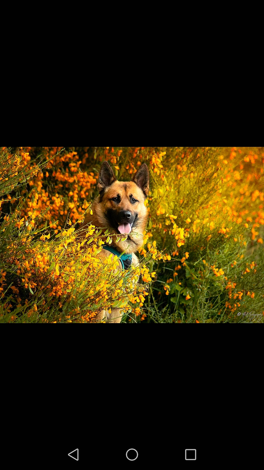 Naho participe au concours pour gagner de l'argent avec cette photo : ancient_dog_breeds, autumn, canidae, canis, carnivore, companion_dog, deciduous, dog, dog_breed, mammal, organism, prairie, wildflower, wildlife, wolf, working_animal, working_dog, yellow
