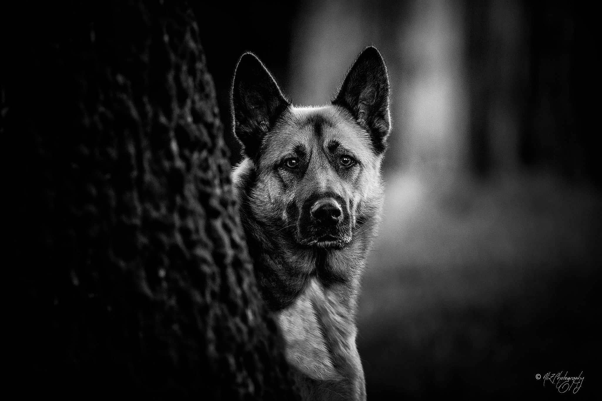 Naho participe au concours pour gagner de l'argent avec cette photo : black_and_white, canis, carnivore, close_up, darkness, dog, dog_breed, flash_photography, font, fur, grey, midnight, monochrome, monochrome_photography, night, snout, still_life_photography, symmetry, whiskers, wildlife