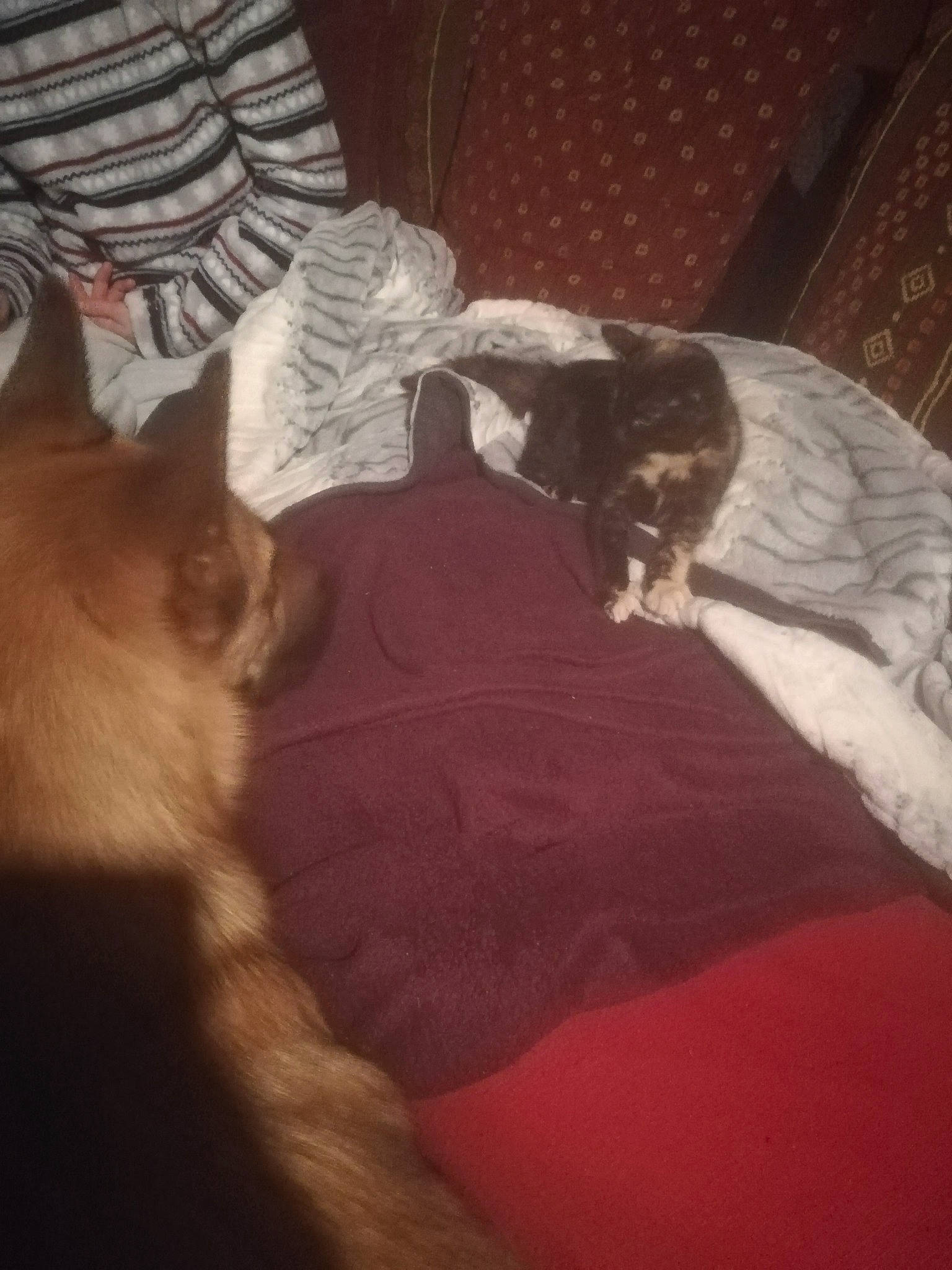 Naho a rejoint le concours — aidez-le/la à gagner de superbes lots ! carnivore, cat, comfort, felidae, fur, living_room, room, sleep, small_to_medium_sized_cats, tail, vertebrate