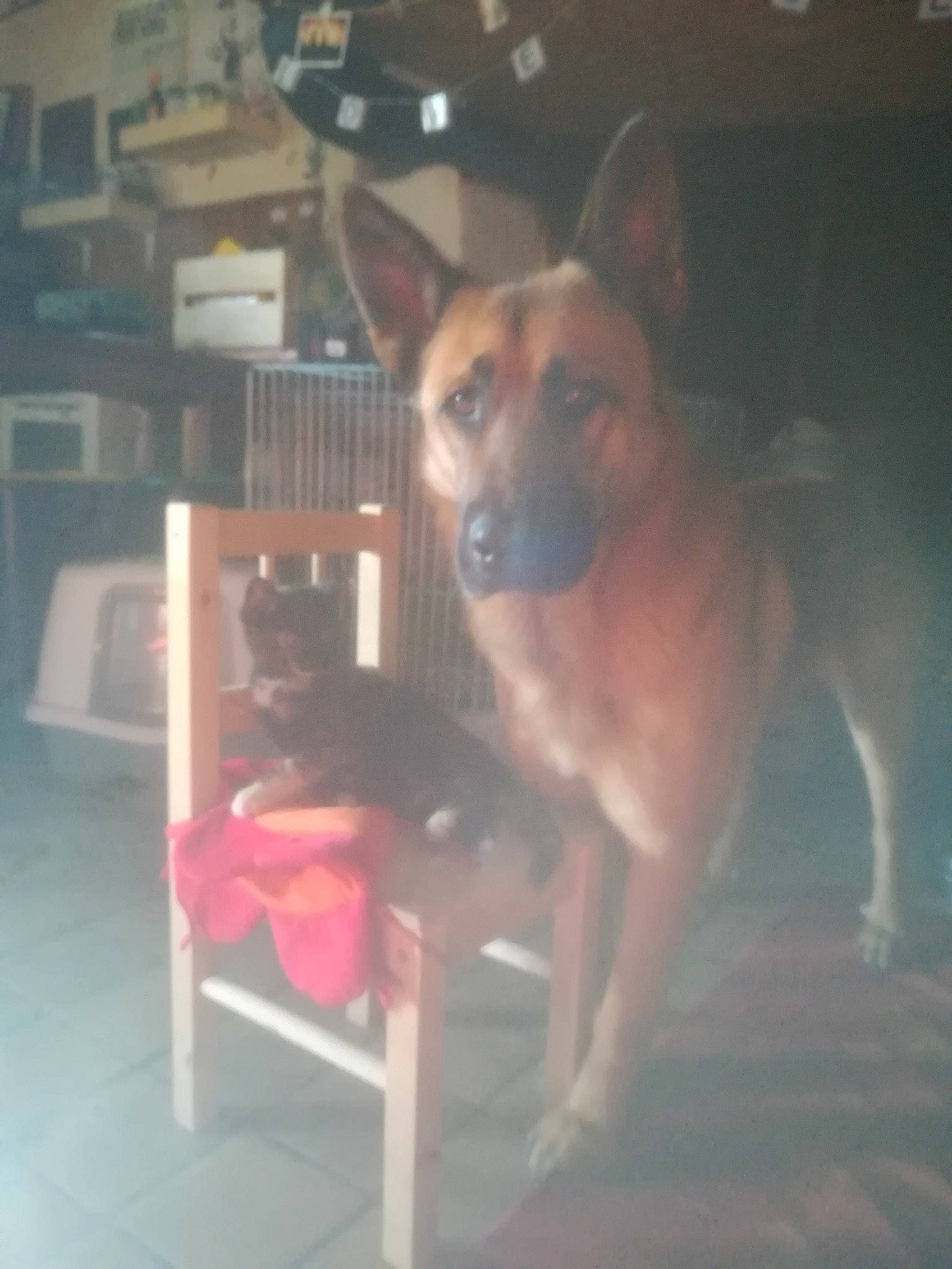 Naho a rejoint le concours — aidez-le/la à gagner de superbes lots ! bookcase, canidae, carnivore, collar, companion_dog, dog, dog_breed, dog_supply, fawn, guard_dog, mammal, pet_supply, shelf, shelving, snout, sporting_group, tail, vertebrate, working_animal, working_dog