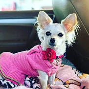 Alaia joined the competition — help win amazing prizes! dog, small_dog, white_dog, pink_sweater, flower_accessory, pet, blanket, car_interior, seat, cute, animal, fur, ears, collar, indoor, portrait, sitting, cozy, companion, alert