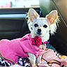 dog, small_dog, white_dog, pink_sweater, flower_accessory, pet, blanket, car_interior, seat, cute, animal, fur, ears, collar, indoor, portrait, sitting, cozy, companion, alert