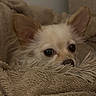 Alaia is registered to the contest to win money with this photo: dog, small_dog, blanket, cozy, indoor, ears, fur, cute, pet, resting, snuggled, face, animal, sleepy, soft_texture, closeup, comfort, home, brown, relaxed
