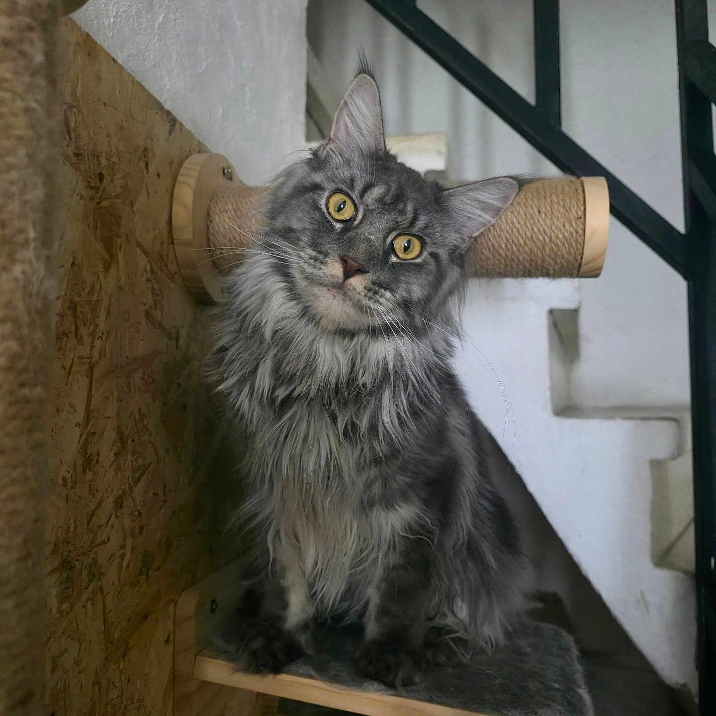 Bella a rejoint le concours — aidez-le/la à gagner de superbes lots ! cat, gray_cat, fluffy, yellow_eyes, pet, indoor, cat_shelf, wooden_shelf, scratching_post, staircase, wall, curious, feline, domestic_cat, portrait, household, cute, animal, pet_furniture, closeup
