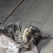 Bella a rejoint le concours — aidez-le/la à gagner de superbes lots ! cat, gray_cat, yellow_eyes, fluffy_fur, pet, animal, lying_down, floor, wooden_floor, indoor, close_up, whiskers, relaxed, cute, feline, portrait, domestic_cat, soft_light, curious, laying