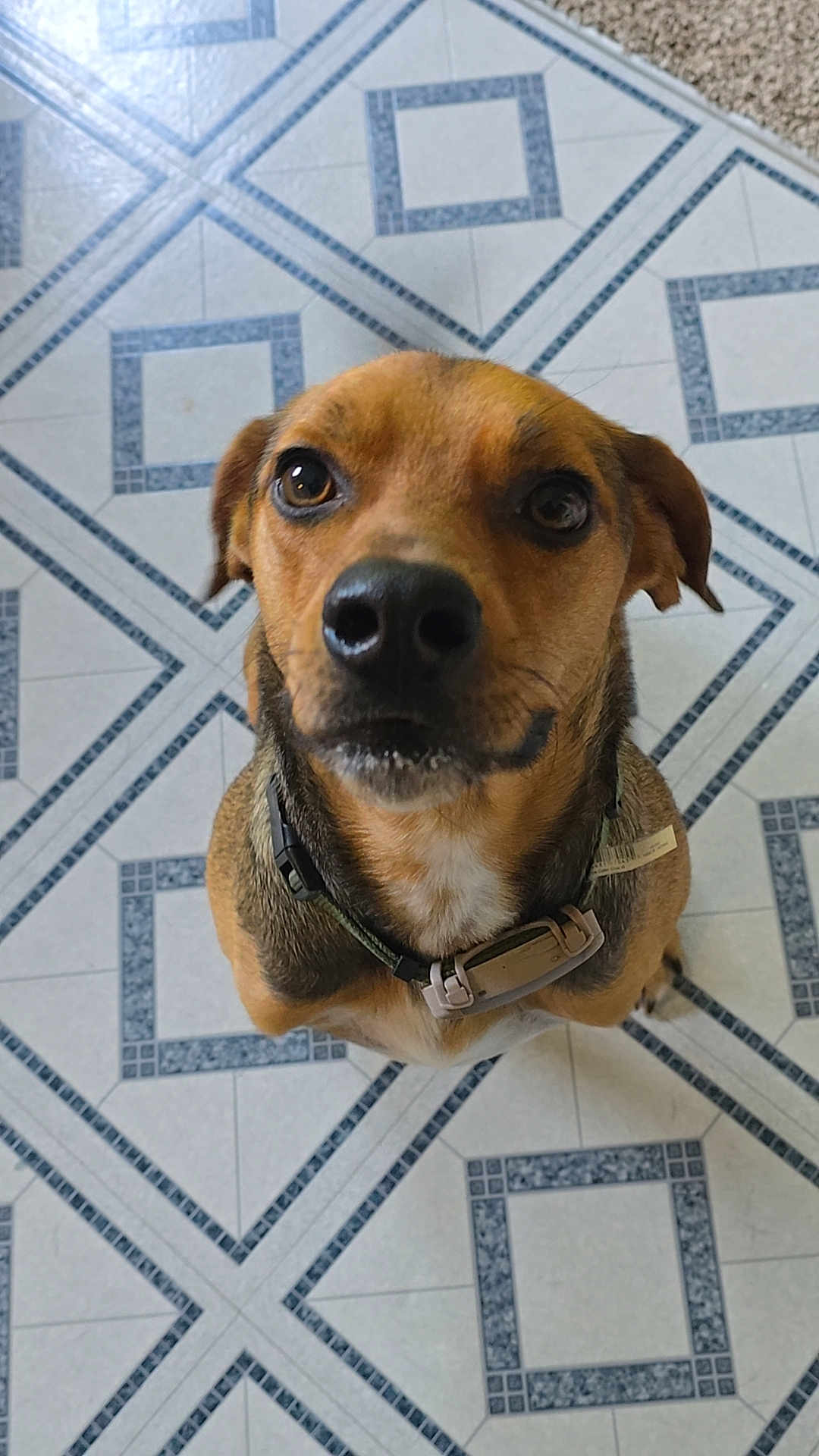 Scrappy