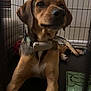 Scrappy is registered to the contest to win money with this photo: dog, crate, toy, pet, indoor, brown_fur, collar, relaxed, animal, canine, floor, cage, looking, paw, snout, ears, pet_accessory, domestic_animal, resting, closeup