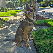 Scrappy joined the competition — help win amazing prizes! dog, sidewalk, harness, leash, grass, tree, sunlight, shadow, outdoor, pet, happy, canine, nature, neighborhood, smiling, sitting, daytime, park, walking, animal