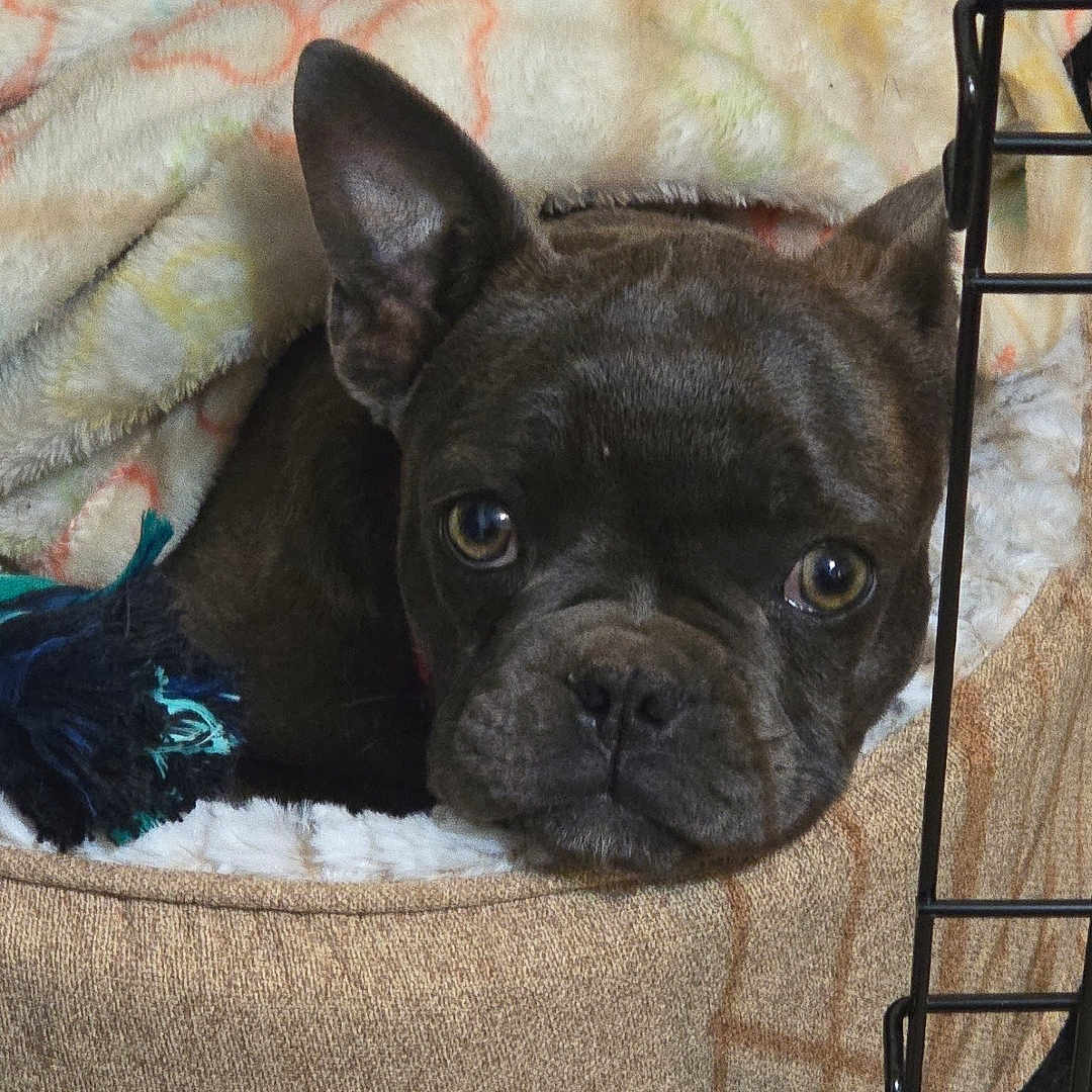 Cash is registered to the contest to win money with this photo: animal, bostonbull, boxer, bulldog, canine, cat, den, dog, doghouse, frenchbulldog, indoors, pet, pitbull, pug, puppy