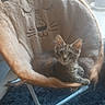 Bastet a rejoint le concours — aidez-le/la à gagner de superbes lots ! kitten, cat, chair, furniture, indoor, pet, fluffy, cute, animal, relaxing, cozy, window, light, carpet, home, resting, domestic, young_cat, soft, comfort