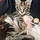 Bastet