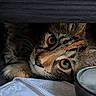 Bastet participe au concours pour gagner de l'argent avec cette photo : cat, kitten, tabby, animal, pet, closeup, eyes, whiskers, fur, curious, indoor, glass, water, ice, bowl, dark, cozy, texture, face, resting