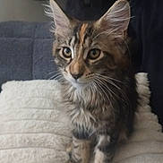 Bastet a rejoint le concours — aidez-le/la à gagner de superbes lots ! kitten, cat, tabby, pet, animal, feline, fur, ears, whiskers, cute, indoor, blanket, soft, curious, young, domestic_cat, sitting, closeup, cozy, household