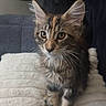 kitten, cat, tabby, pet, animal, feline, fur, ears, whiskers, cute, indoor, blanket, soft, curious, young, domestic_cat, sitting, closeup, cozy, household