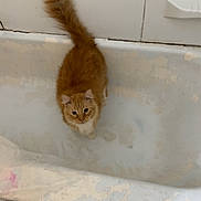 Mr Bow-Tie joined the competition — help win amazing prizes! cat, orange_cat, fluffy, bathtub, indoor, curious, pet, animal, feline, looking_up, white_chest, tail_up, bathroom, worn_surface, closeup, cute, domestic_cat, young_cat, standing, fur