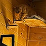 cat, ginger_cat, wooden_shelf, climbing_shelf, wood_paneling, indoor, pet, feline, curious, shadow, warm_lighting, cozy, animal, fur, whiskers, ears, tail, home, wall_mount, sitting