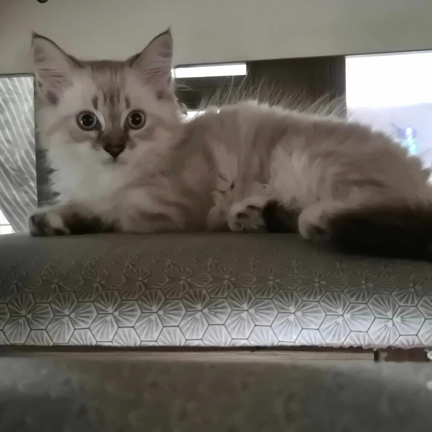 Koda