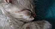 Koda participe au concours pour gagner de l'argent avec cette photo : kitten, sleeping, close_up, fur, whiskers, paw, animal, pet, cute, soft, resting, peaceful, domestic_cat, feline, indoor, teal_background, young, mammal, cozy, relaxed